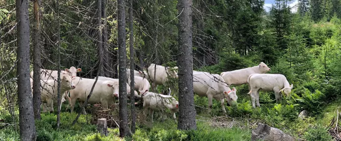 Kyr ved Langevann