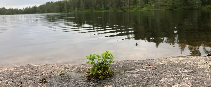 Nyplantet lyng ved Goliaten